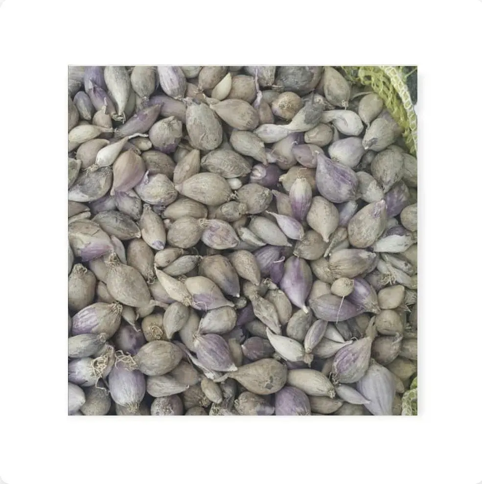 الثوم الذكر اليمني